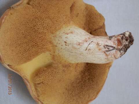 Image of Suillus kaibabensis Thiers 1976