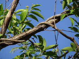 Image of Tetrapterys discolor (G. Meyer) DC.