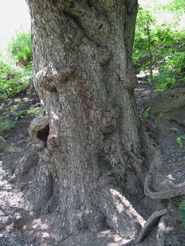 Plancia ëd Pyrus communis subsp. caucasica (Fed.) Browicz