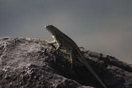 Imagem de Sceloporus albiventris Smith 1939