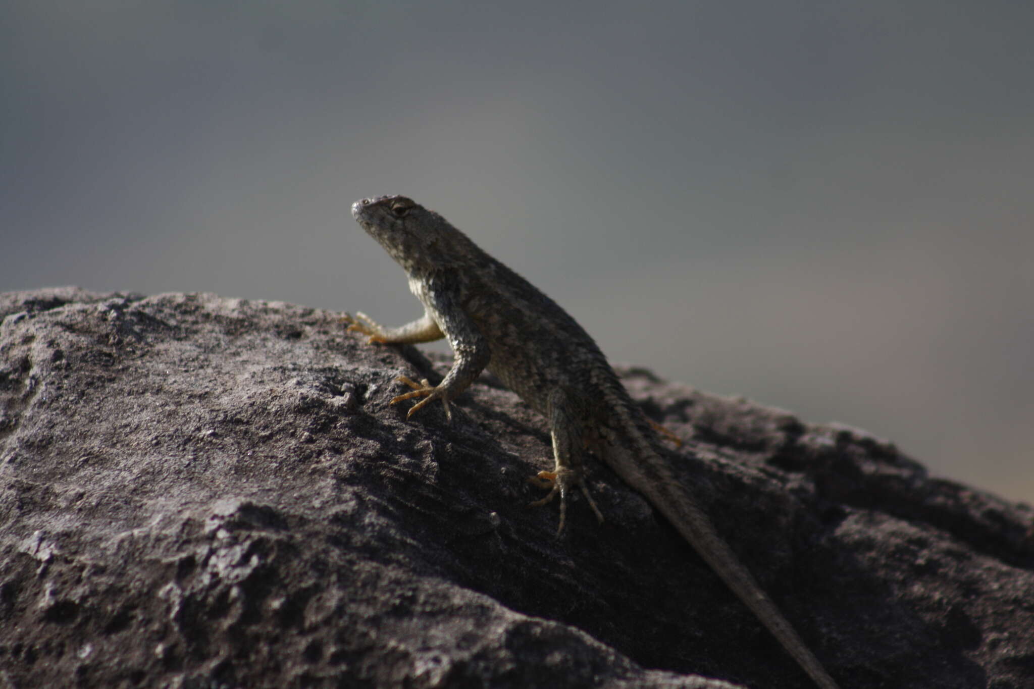 Image of Sceloporus albiventris Smith 1939