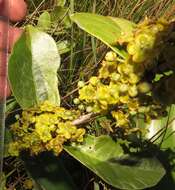 Image of Salacia kraussii (Harv.) Harv.