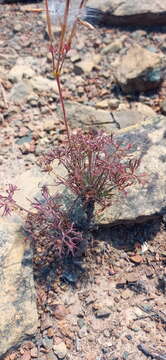 Image of Pelargonium aridum R. A. Dyer