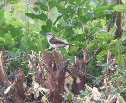 Image of Bicolored Wren