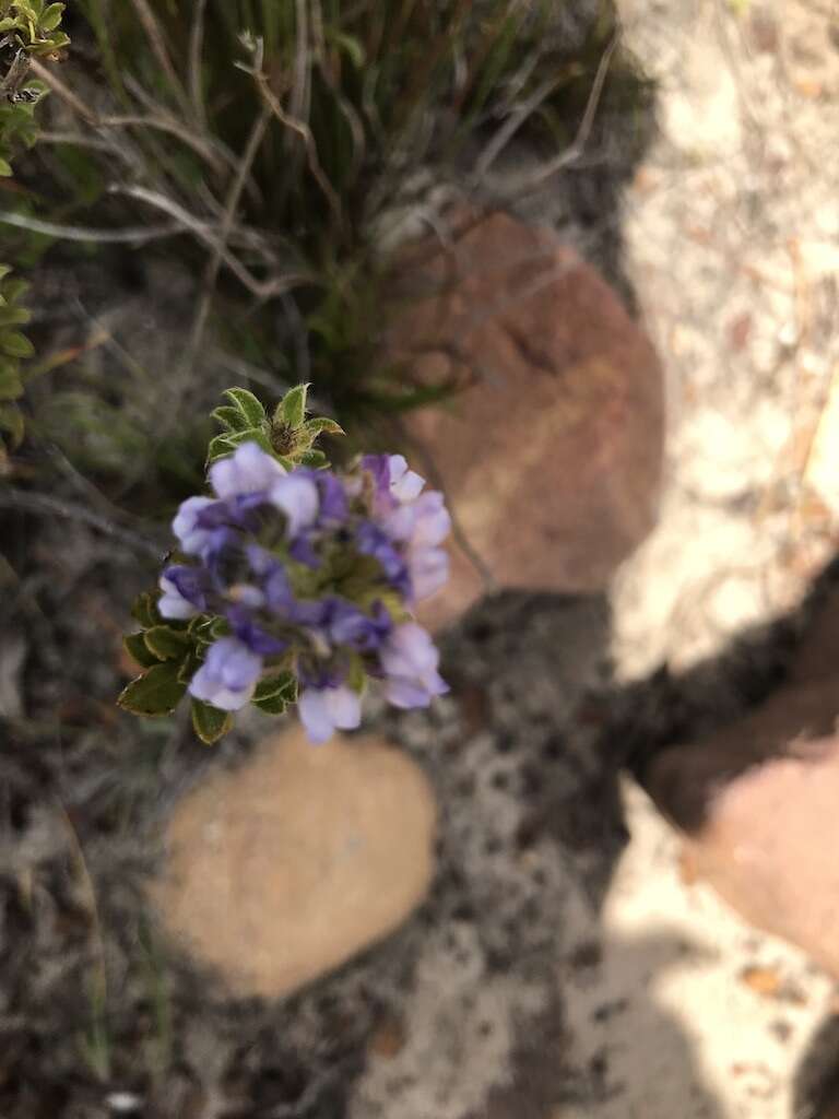 Otholobium fruticans (L.) C. H. Stirt.的圖片