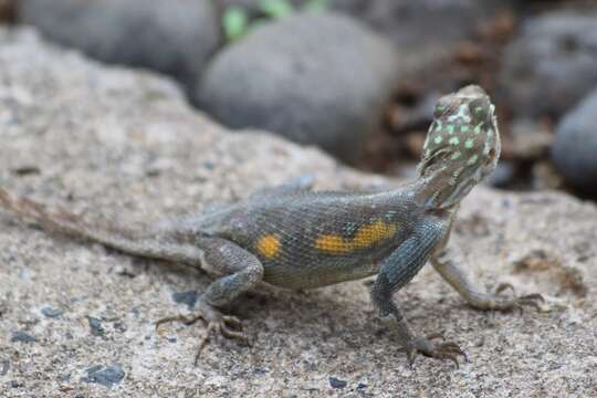 Image of Agama lebretoni Wagner, Barej & Schmitz 2009