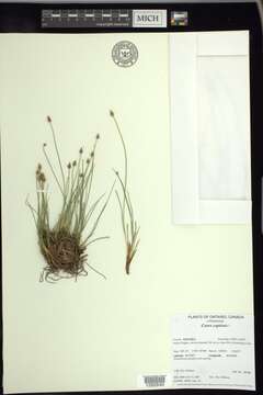 Image de Carex arctogena Harry Sm.