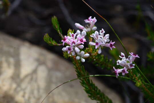 Image of Phylica lachneaeoides Pillans