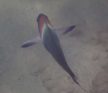 Plancia ëd Thalassoma duperrey (Quoy & Gaimard 1824)