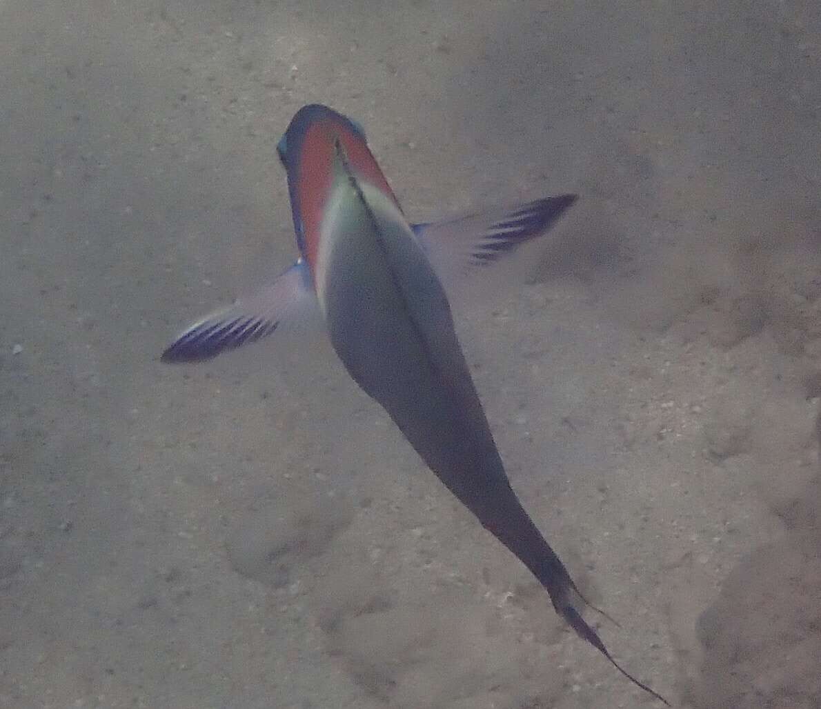 Plancia ëd Thalassoma duperrey (Quoy & Gaimard 1824)