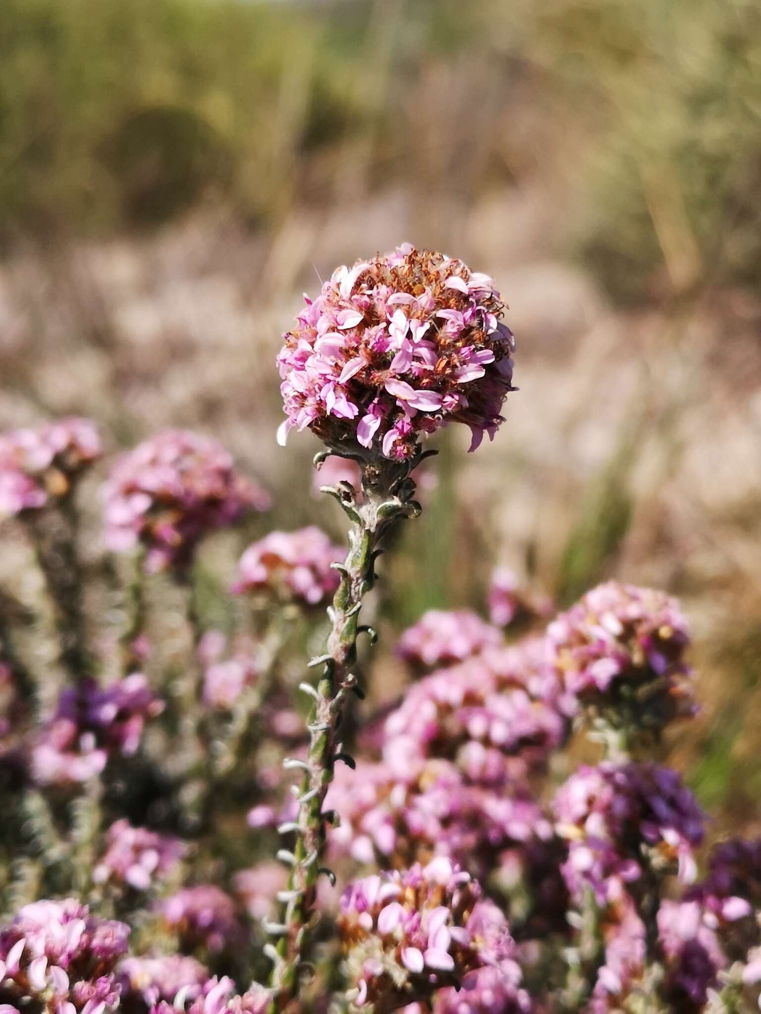 Image of Disparago ericoides (Berg.) Gaertn.