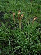 Image of Kniphofia ensifolia subsp. ensifolia