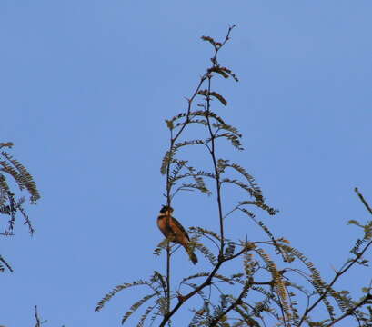 صورة Sporophila torqueola (Bonaparte 1850)