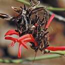 Image de Thyrsacanthus boliviensis (Nees) A. L. A. Côrtes & Rapini