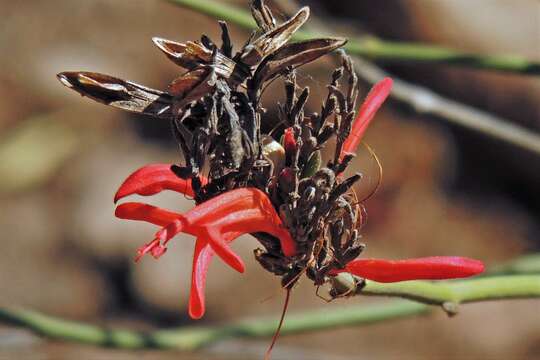 Sivun Thyrsacanthus boliviensis (Nees) A. L. A. Côrtes & Rapini kuva