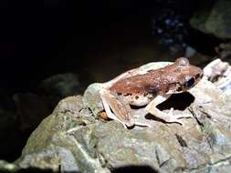 Image of Leptobrachella picta (Malkmus 1992)