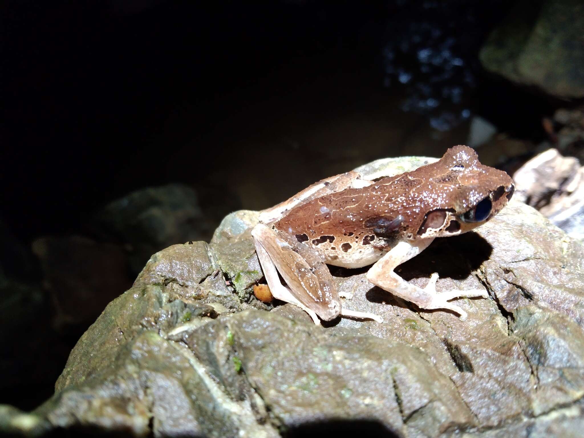 Image of Leptobrachella picta (Malkmus 1992)