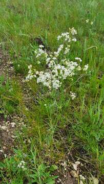 Image of Galium hexanarium Knjaz.