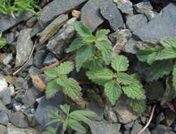 Image of Lamium tomentosum Willd.