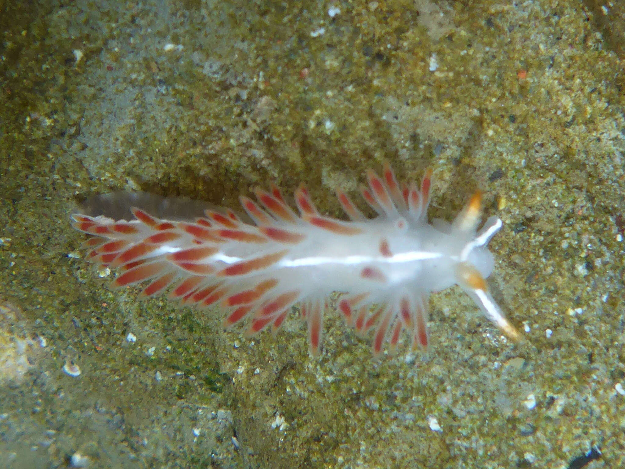 Image de Orienthella trilineata (O'Donoghue 1921)