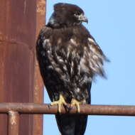 Image of Harlan's Hawk