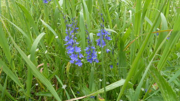 Image of broadleaf speedwell