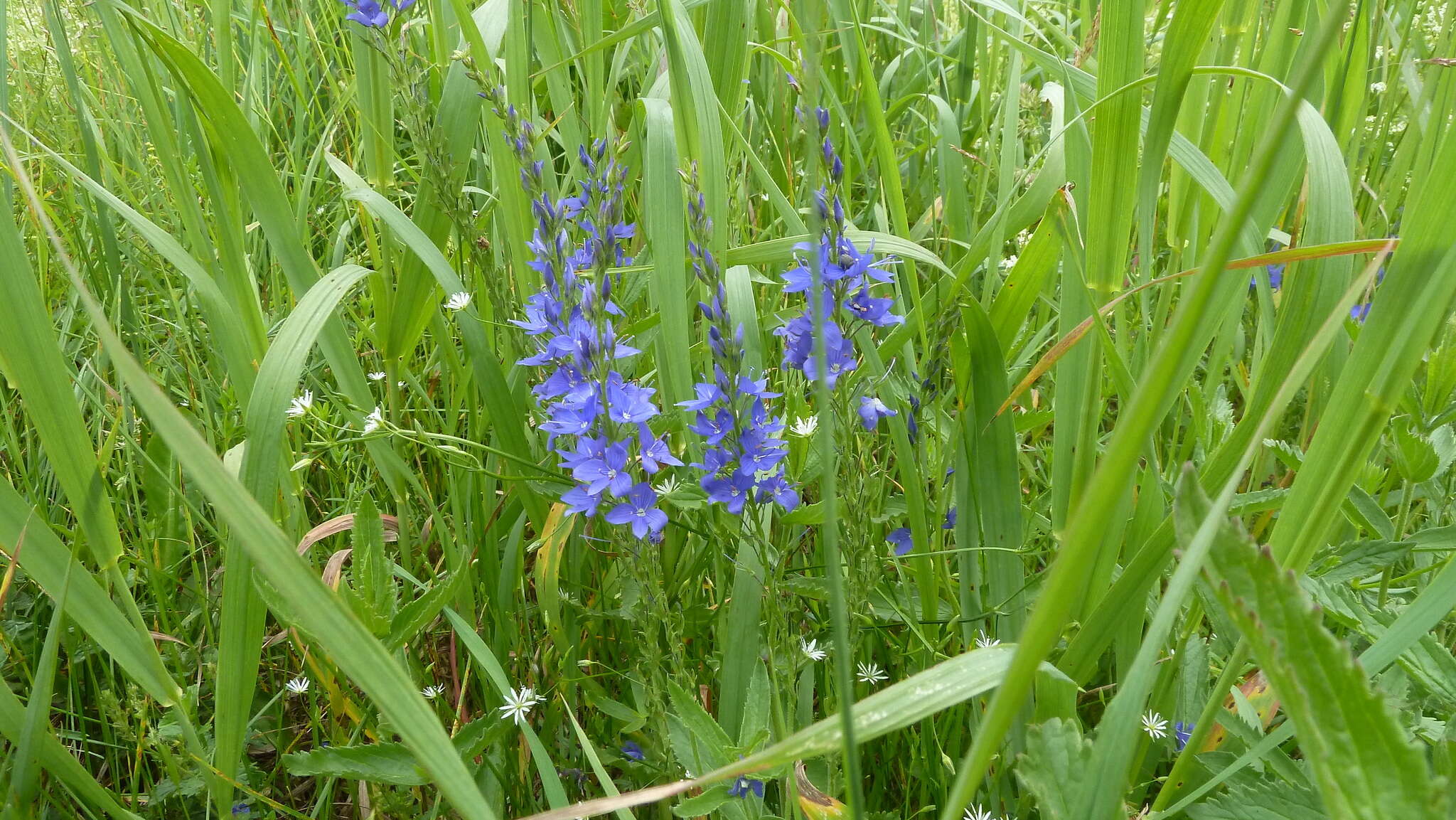 Image de Veronica teucrium L.