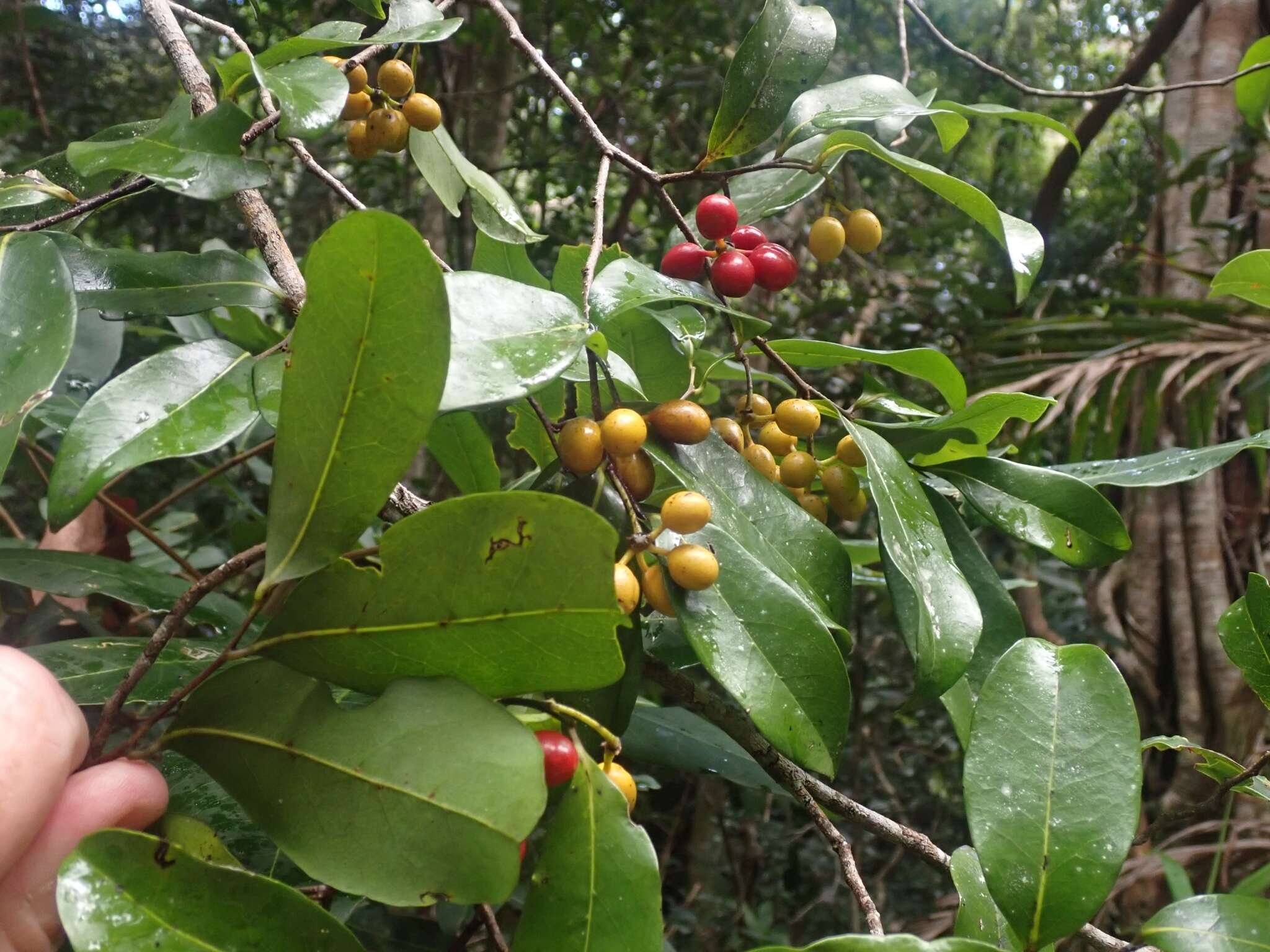 Image of Canary Beech