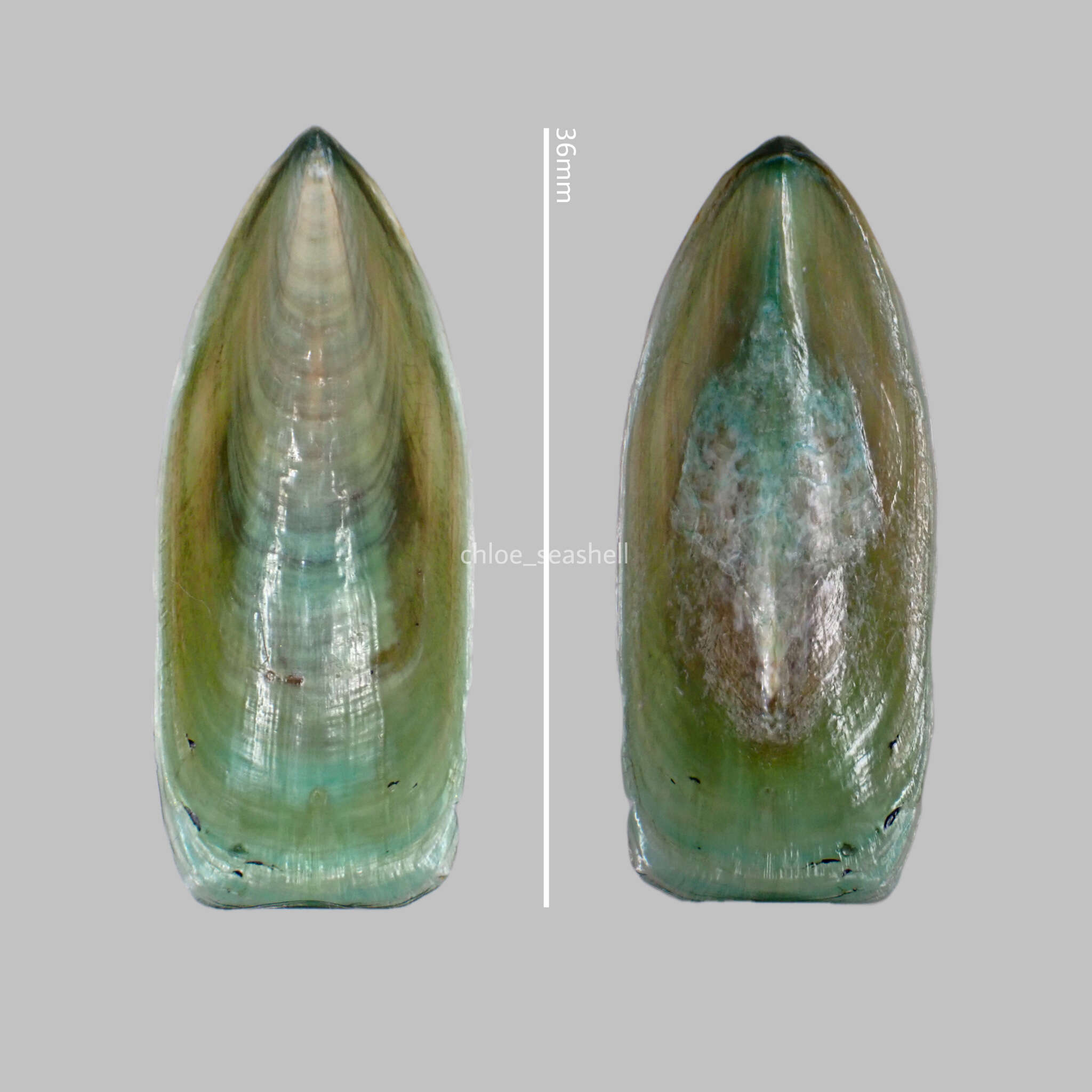 Image of Lamp shell