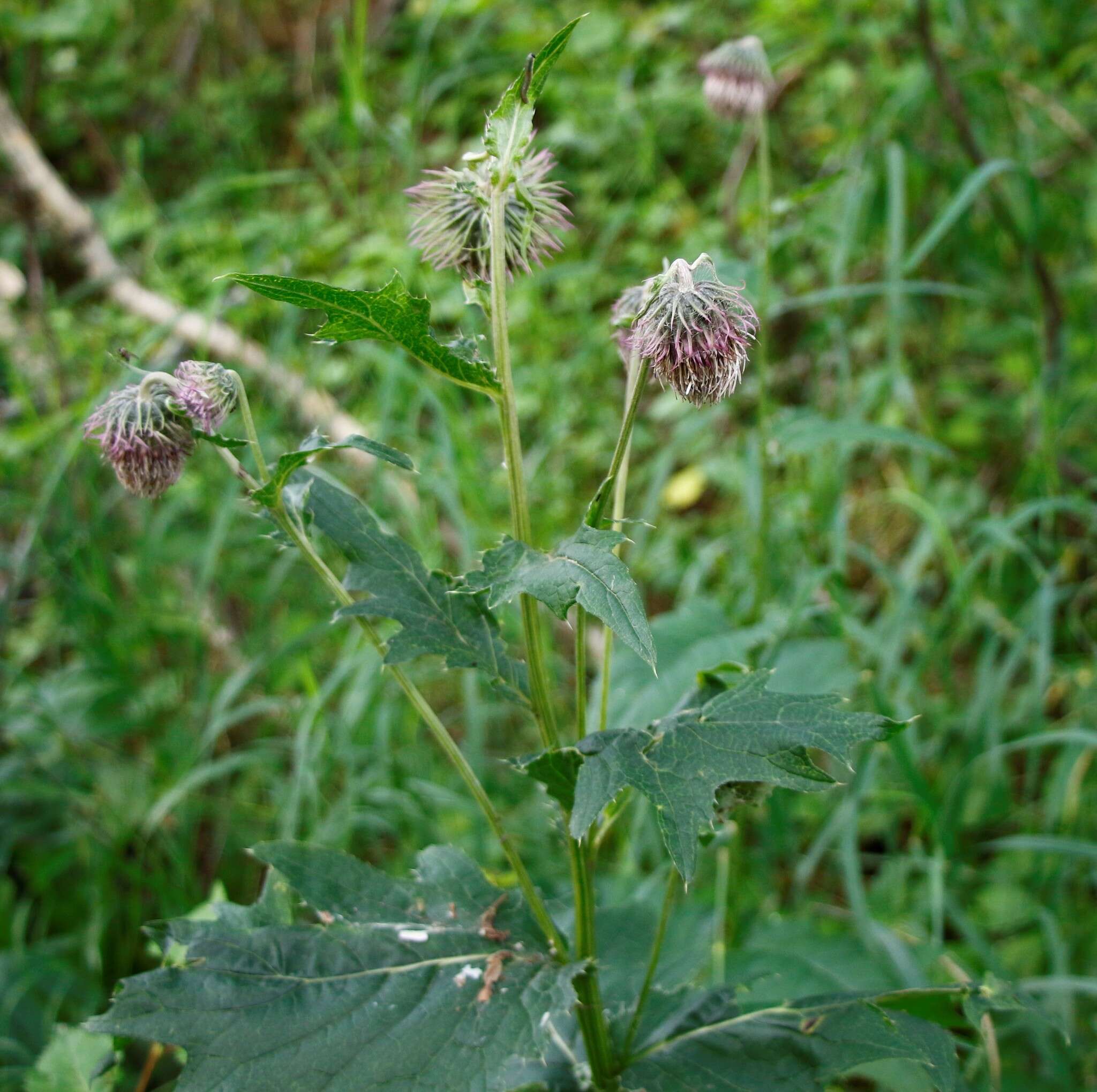 Imagem de Cirsium kamtschaticum Ledeb. ex DC.