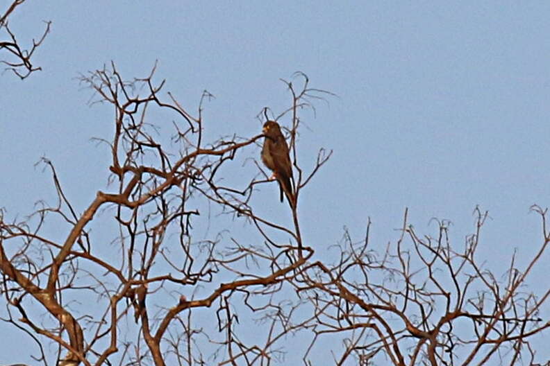 Image of Sooty Falcon