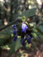 Image de Salvia mocinoi Benth.