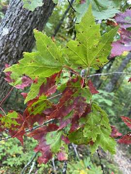 Image of Acer rubrum var. rubrum