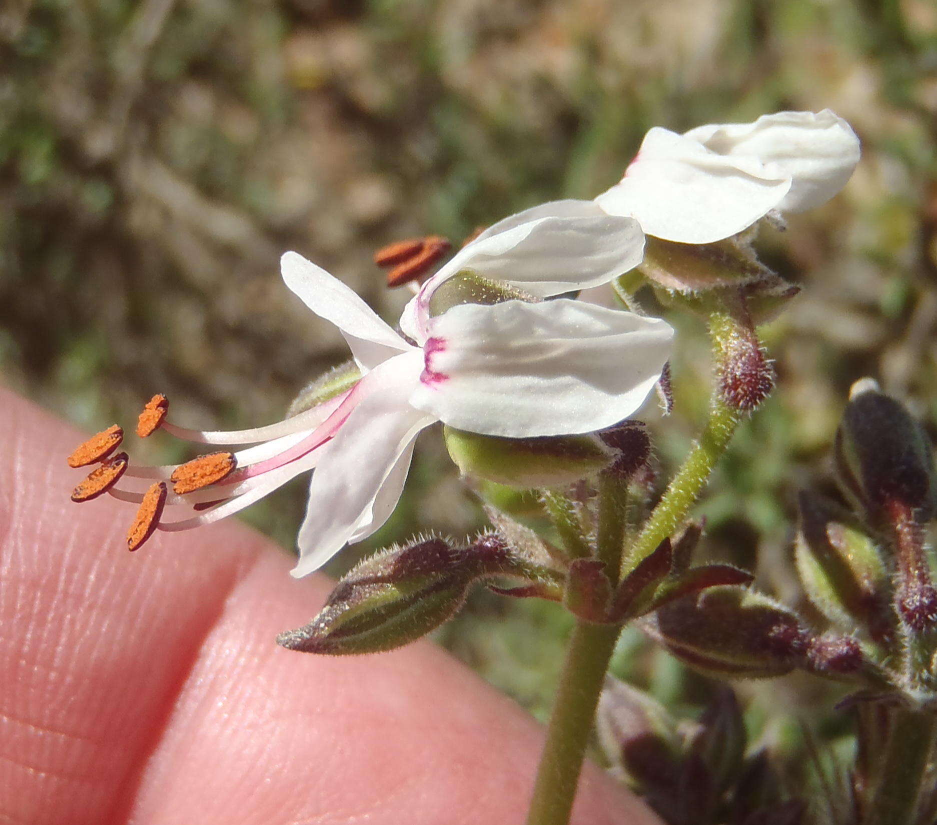 Image of Pelargonium laxum (Sweet) G. Don