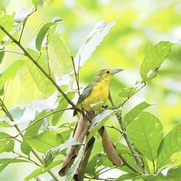 Aegithina lafresnayei (Hartlaub 1844) resmi