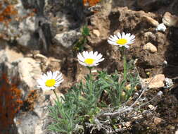 Image de Erigeron allocotus Blake