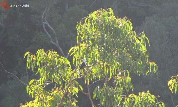 Image of Black-banded Fruit Dove