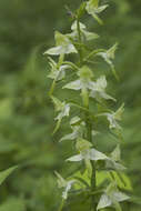 Image of Platanthera densa Freyn