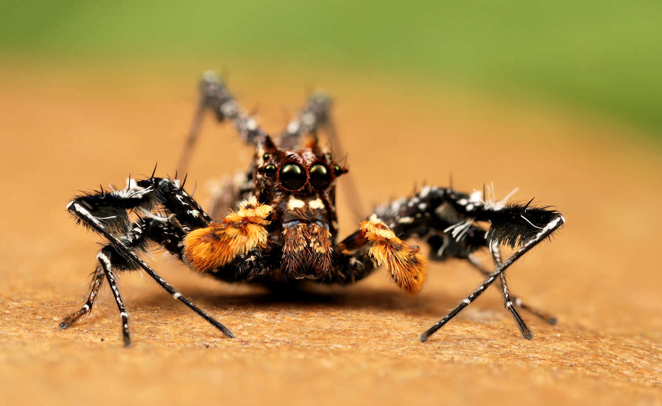 Image of Longleg Dandy Jumping Spider