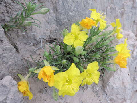 Imagem de Oenothera lavandulifolia Torr. & Gray