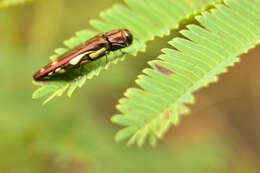 Image of Agrilus cavatus Chevrolat 1838