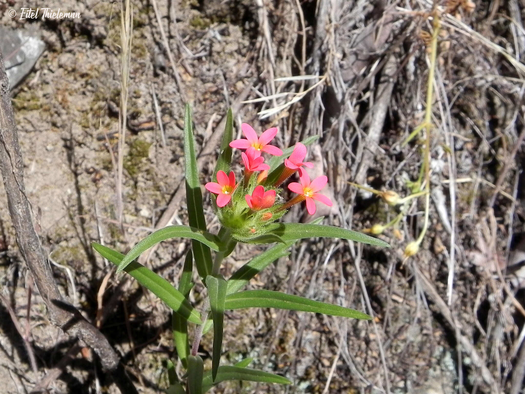 Image of Collomia biflora (Ruiz & Pav.) A. Brand