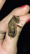 صورة Eleutherodactylus coqui Thomas 1966