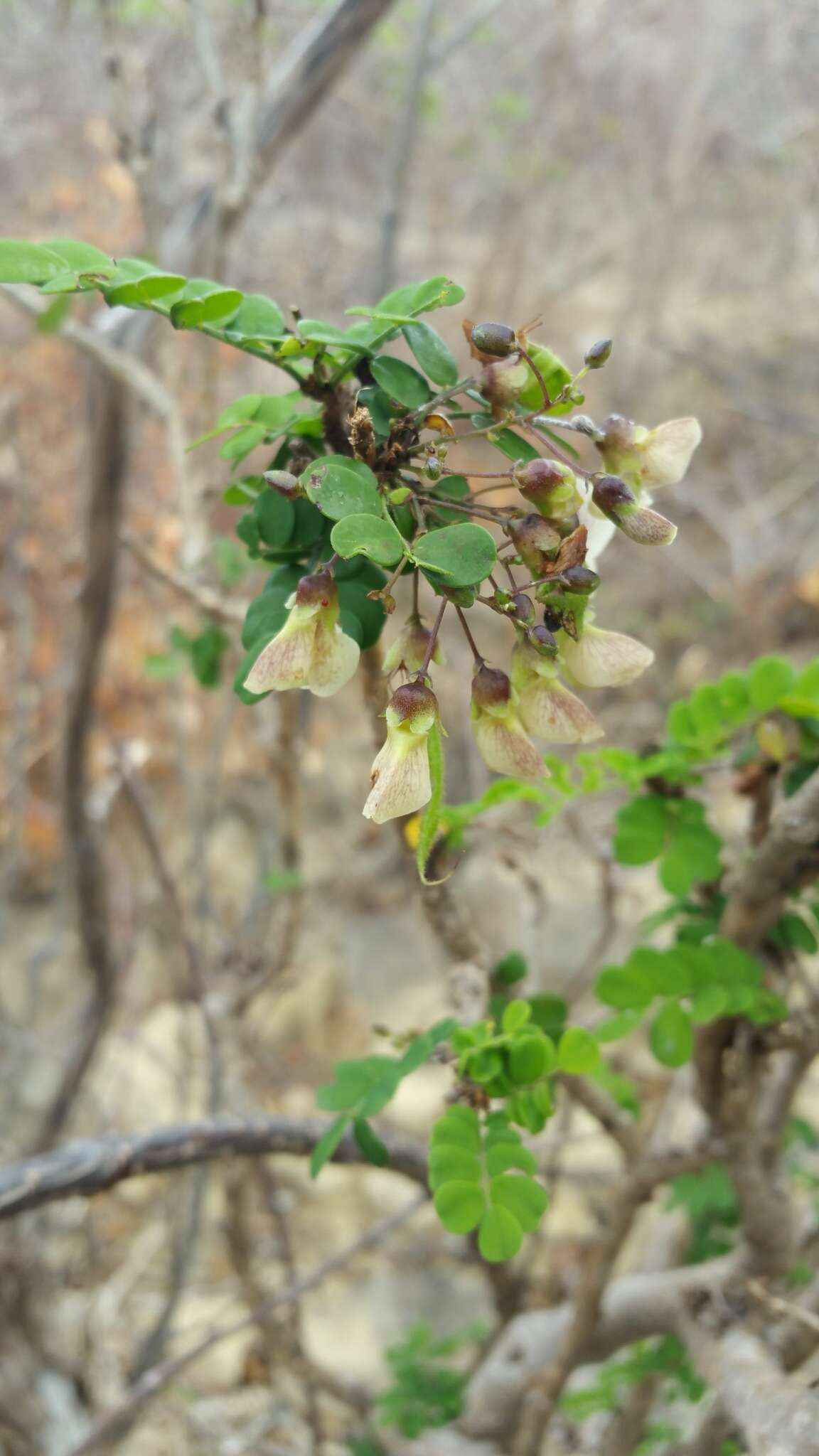 Image of Ormocarpum bernierianum (Baill.) Du Puy & Labat