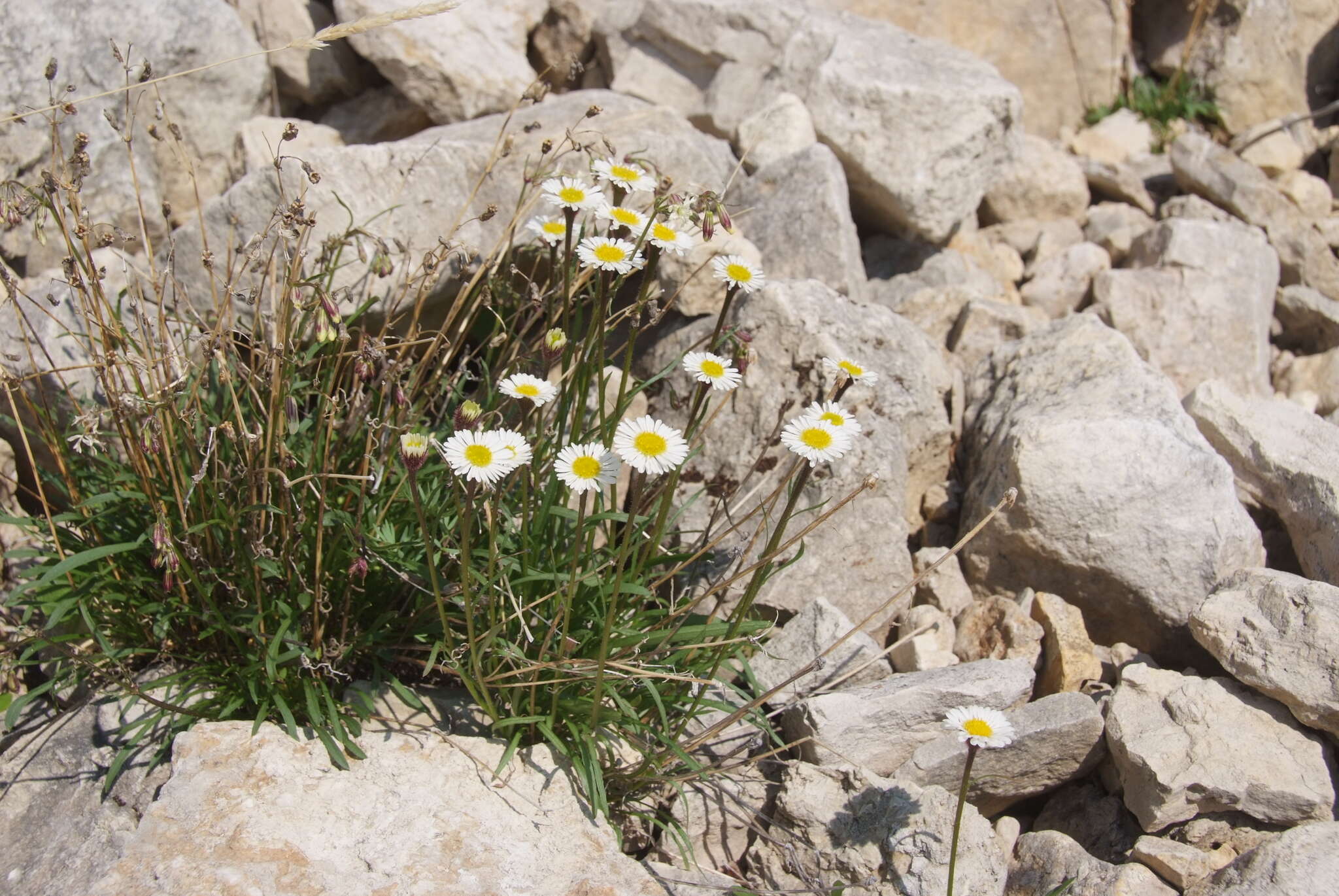 Image of Erigeron silenifolius (Turcz. ex DC.) Botsch.