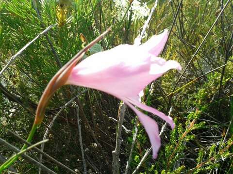 Image of Gladiolus ornatus Klatt