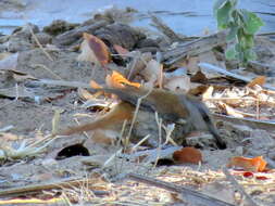 Image of Rufous-tailed Palm Thrush