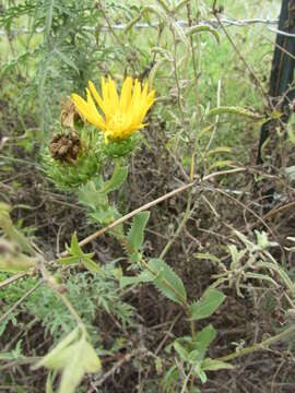 Sivun Grindelia ciliata (Nutt.) Spreng. kuva