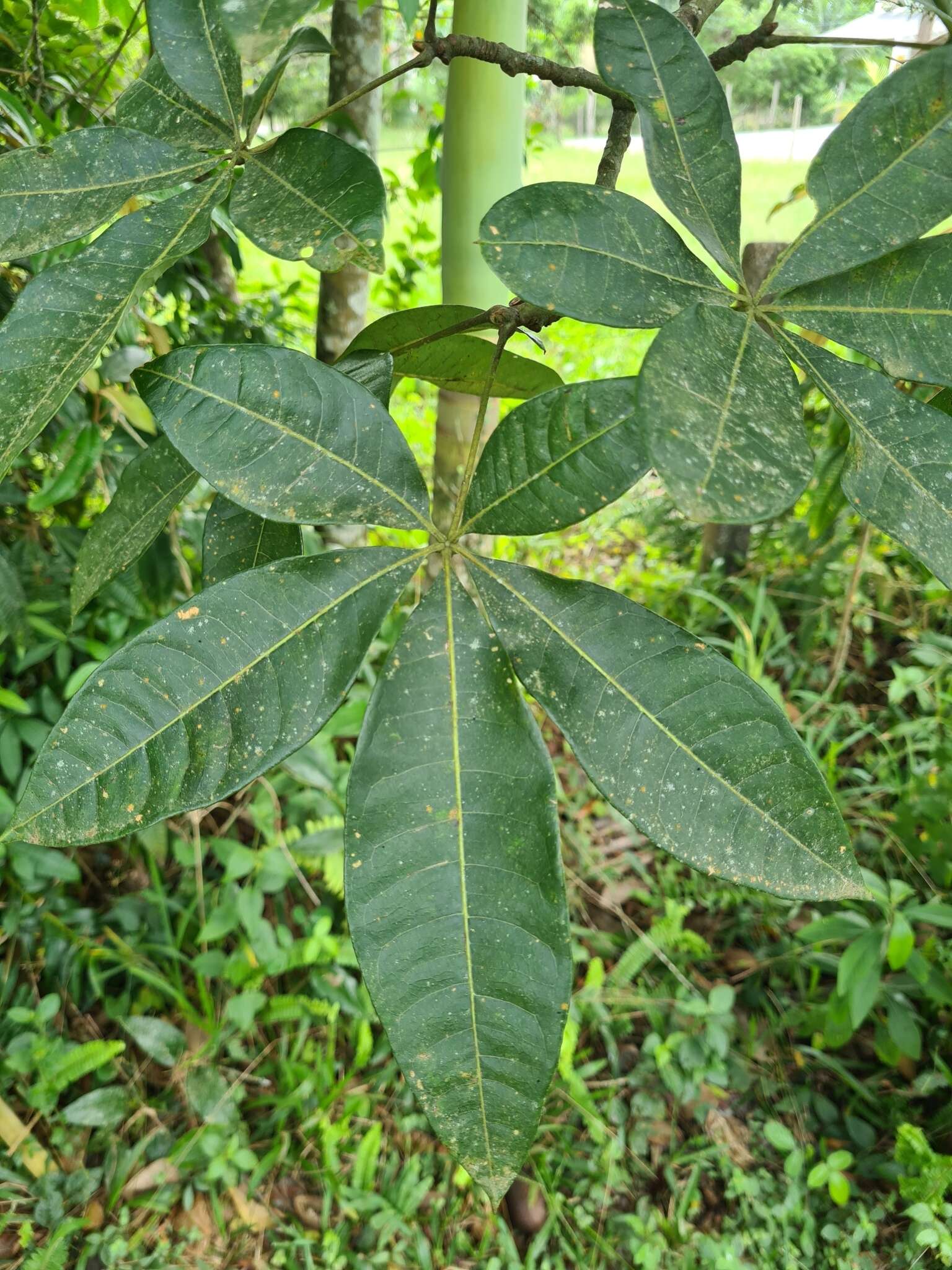 Imagem de Pachira glabra Pasq.