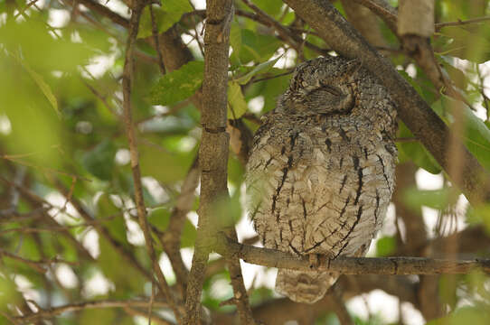 Image of African Scops Owl